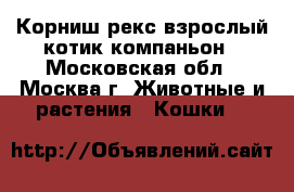 Корниш-рекс взрослый котик-компаньон - Московская обл., Москва г. Животные и растения » Кошки   